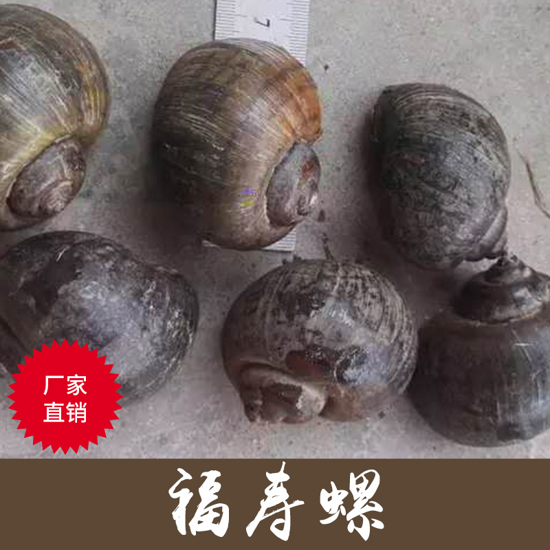 廠家直銷供應重慶福壽螺殖場 品種水蛭種小苗福壽螺批發(fā)