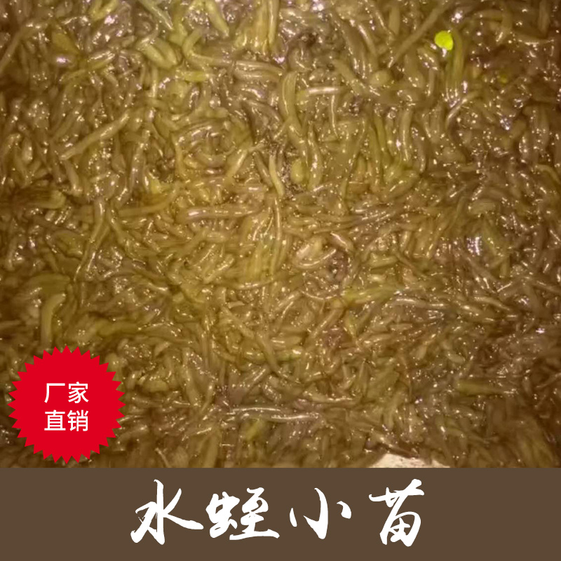 供應(yīng)水蛭種苗卵繭小苗福壽螺卵