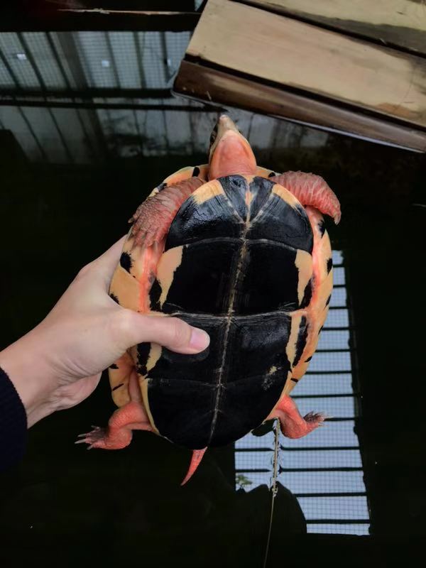 純種越南黑底*龜母龜 純種越南黑底*龜穩(wěn)產(chǎn)母龜