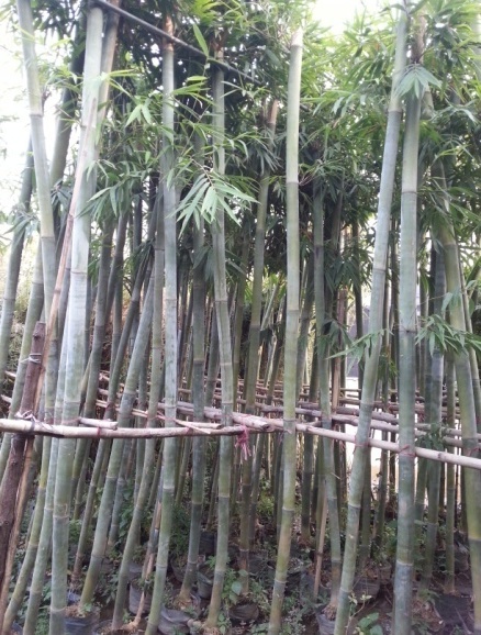 佛山苗圃供應優(yōu)質粉單竹  歡迎咨詢