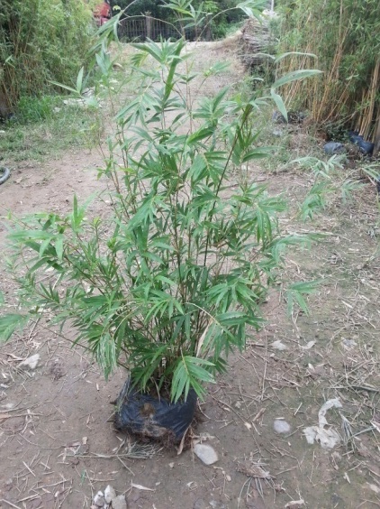 佛山苗圃供應(yīng)優(yōu)質(zhì)觀音竹   歡迎咨詢 觀音竹 孝順竹