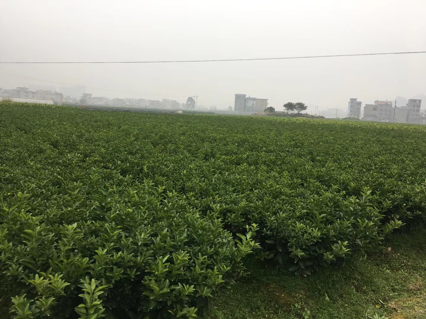 廣西沙糖橘苗種植基地｜廣西沙糖橘苗圖片｜廣西沙糖橘苗價格表｜廣西沙糖橘苗多少錢