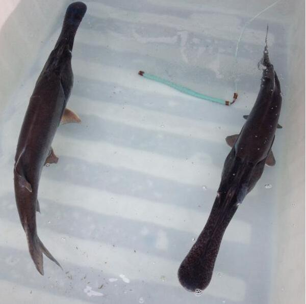 重慶鴨嘴魚    重慶鴨嘴魚批發(fā)   廠家直銷鴨嘴魚  重慶鴨嘴魚哪家買的好  重慶鴨嘴魚哪家批發(fā)優(yōu)惠
