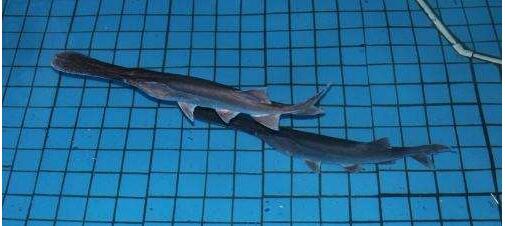 廠家直銷  重慶川江鴨嘴魚  重慶川江鴨嘴魚哪家買的好  重慶川江鴨嘴魚養(yǎng)殖技術(shù) 重慶川江鴨嘴魚批發(fā)