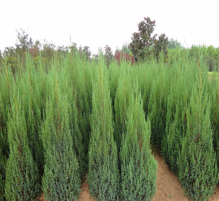 陜西刺柏_批發(fā)刺柏品種齊全_美觀大方_刺柏價(jià)格