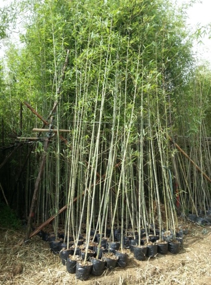 竹苗