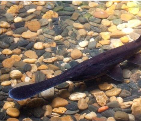 重慶鴨嘴魚    重慶鴨嘴魚批發(fā)   廠家直銷鴨嘴魚  重慶鴨嘴魚哪家買的好  重慶鴨嘴魚哪家批發(fā)優(yōu)惠