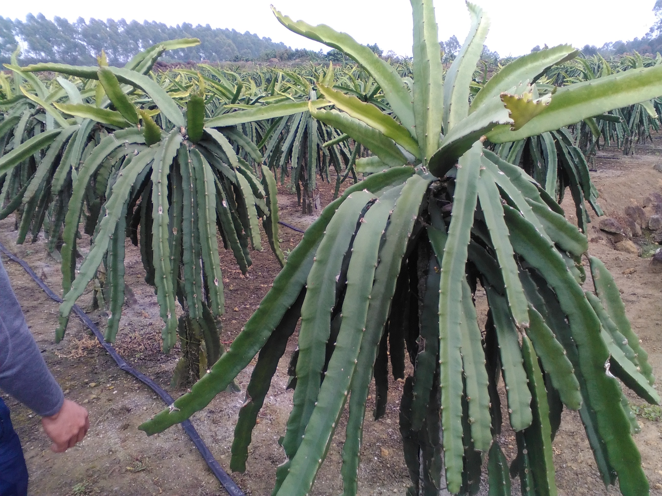 供應(yīng)自授粉火龍果苗批發(fā)商，自授粉火龍果苗價格，自授粉火龍果苗供應(yīng)商 廣東火龍果苗