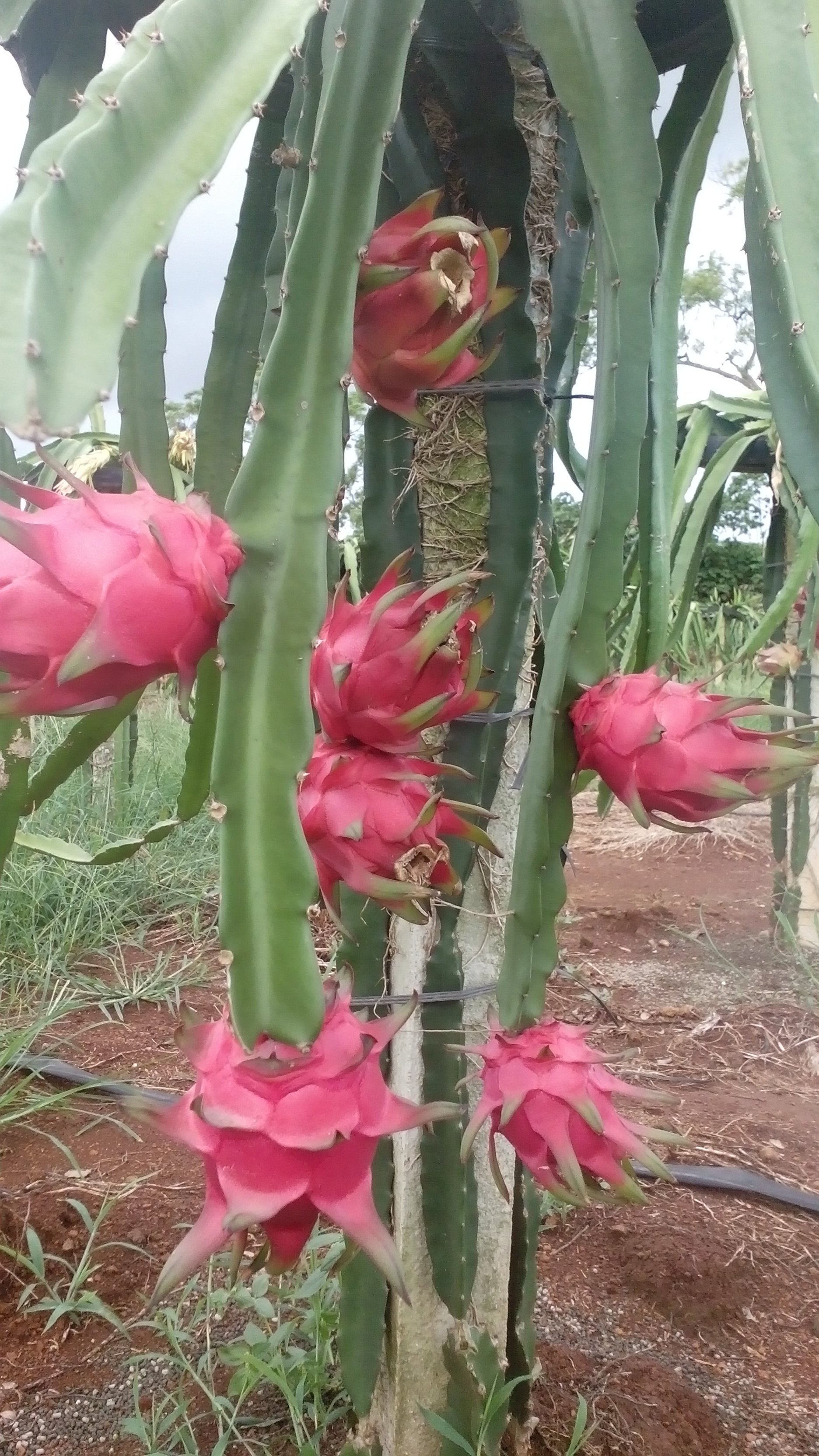 供應(yīng)自授粉火龍果苗-自授粉火龍果苗批發(fā)-自授粉火龍果苗批發(fā)價格