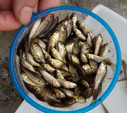 鯉魚 鯉魚報(bào)價(jià) 鯉魚批發(fā) 鯉魚供應(yīng)商 鯉魚哪家好 鯉魚電話