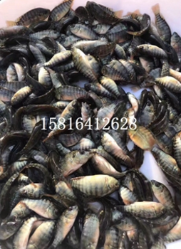 羅非魚 羅非魚報(bào)價(jià) 羅非魚批發(fā) 羅非魚供應(yīng)商 羅非魚哪家好 羅非魚電話