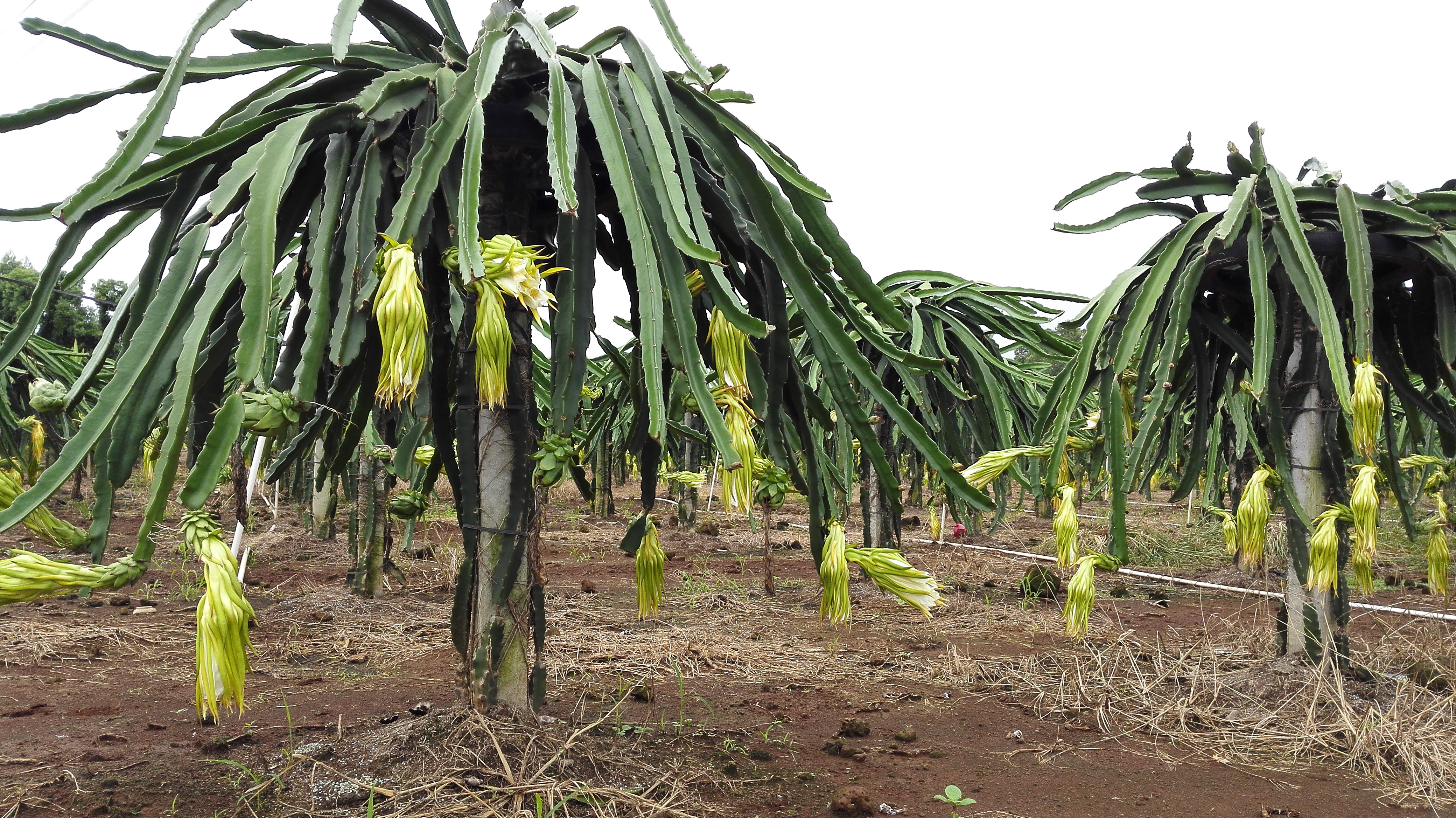 供應(yīng)桂林紅心火龍果苗- 桂林火龍果苗價格-自授粉紅心火龍果苗批發(fā)-桂林火龍果苗