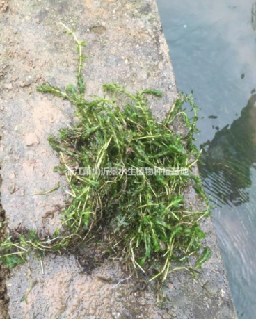 輪葉黑藻 輪葉黑藻報(bào)價(jià) 輪葉黑藻批發(fā) 輪葉黑藻供應(yīng)商 輪葉黑藻哪家好 輪葉黑藻電話