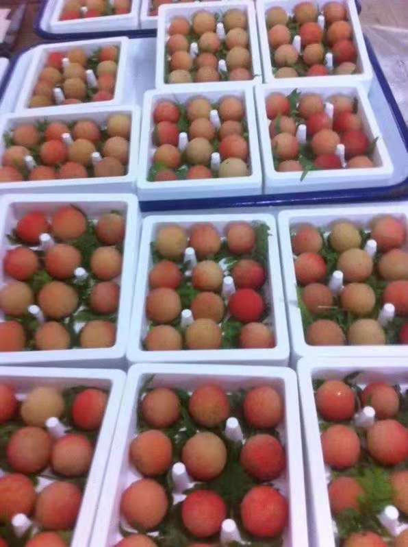 種植楊梅苗木的方法