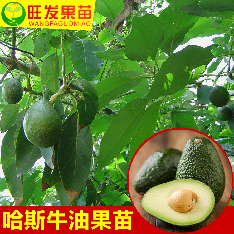 哈斯牛油果哈斯牛油果苗