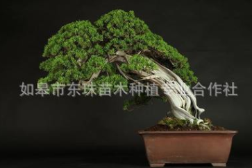 真柏盆景 真柏盆景報價 真柏盆景批發(fā) 真柏盆景供應商 真柏盆景哪家好 真柏盆景電話