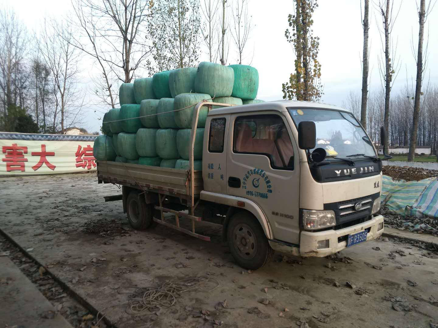 甘肅玉米秸稈青飼料 甘肅玉米秸稈青飼料廠家供應秸稈飼料廠家玉米秸稈青飼料