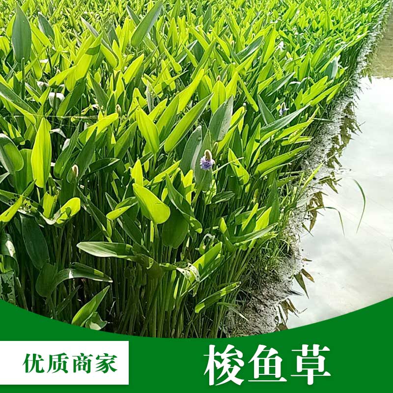 梧州梭魚草批發(fā)、價(jià)格、基地直銷、價(jià)錢【梧州市群鋒水生植物有限公司】