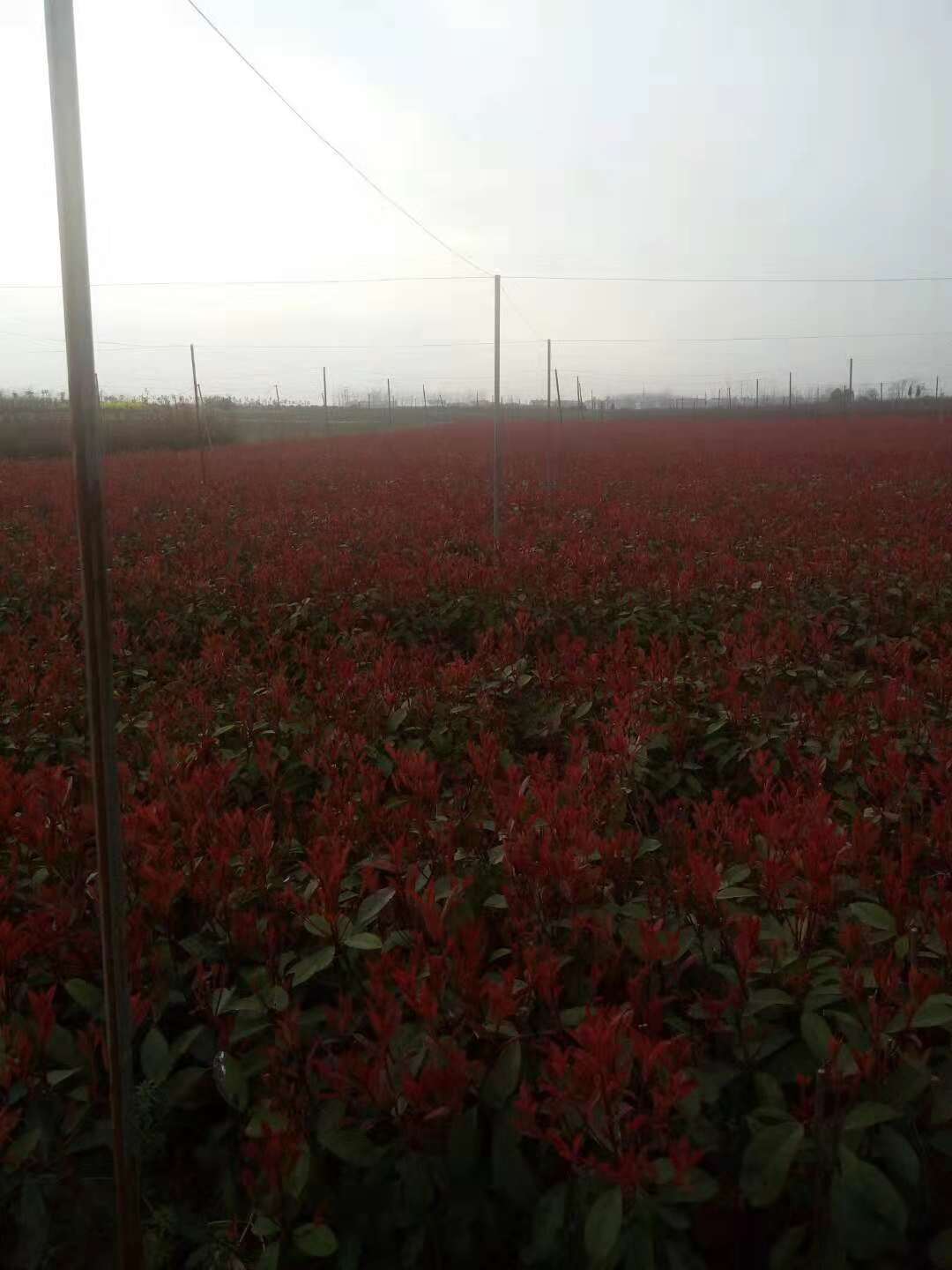 紅葉石楠小苗的種植方法