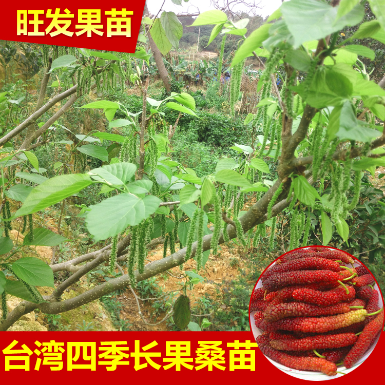 新品種臺灣四季長果桑苗嫁接苗  桑葚果樹苗比普通大10倍豐產(chǎn)