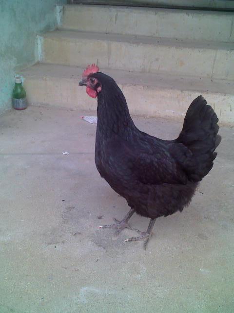 供應(yīng)高產(chǎn)黑羽綠殼蛋雞苗廠家直銷成活率高產(chǎn)蛋量高免費(fèi)提供養(yǎng)殖技術(shù)資料書