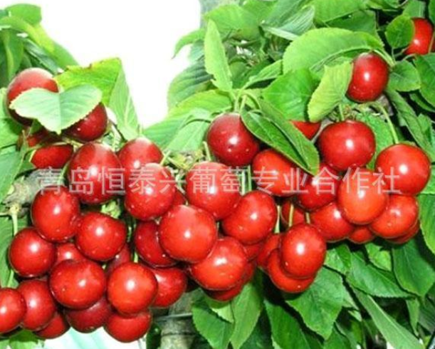 早紅寶石大櫻桃苗、櫻桃苗、優(yōu)質櫻桃苗