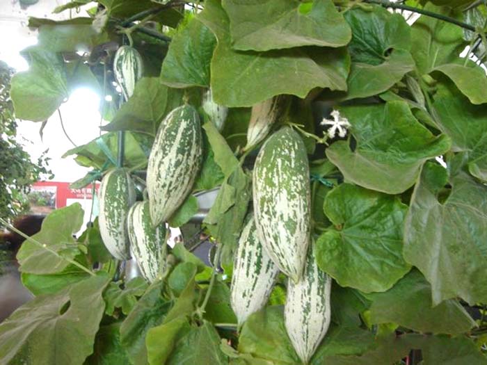 供應多彩多姿金芒果瓜彩瓜變色瓜種子