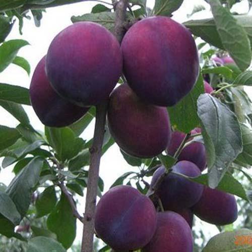 基地供應大量奇特美觀營養(yǎng)養(yǎng)生西梅苗*特賣