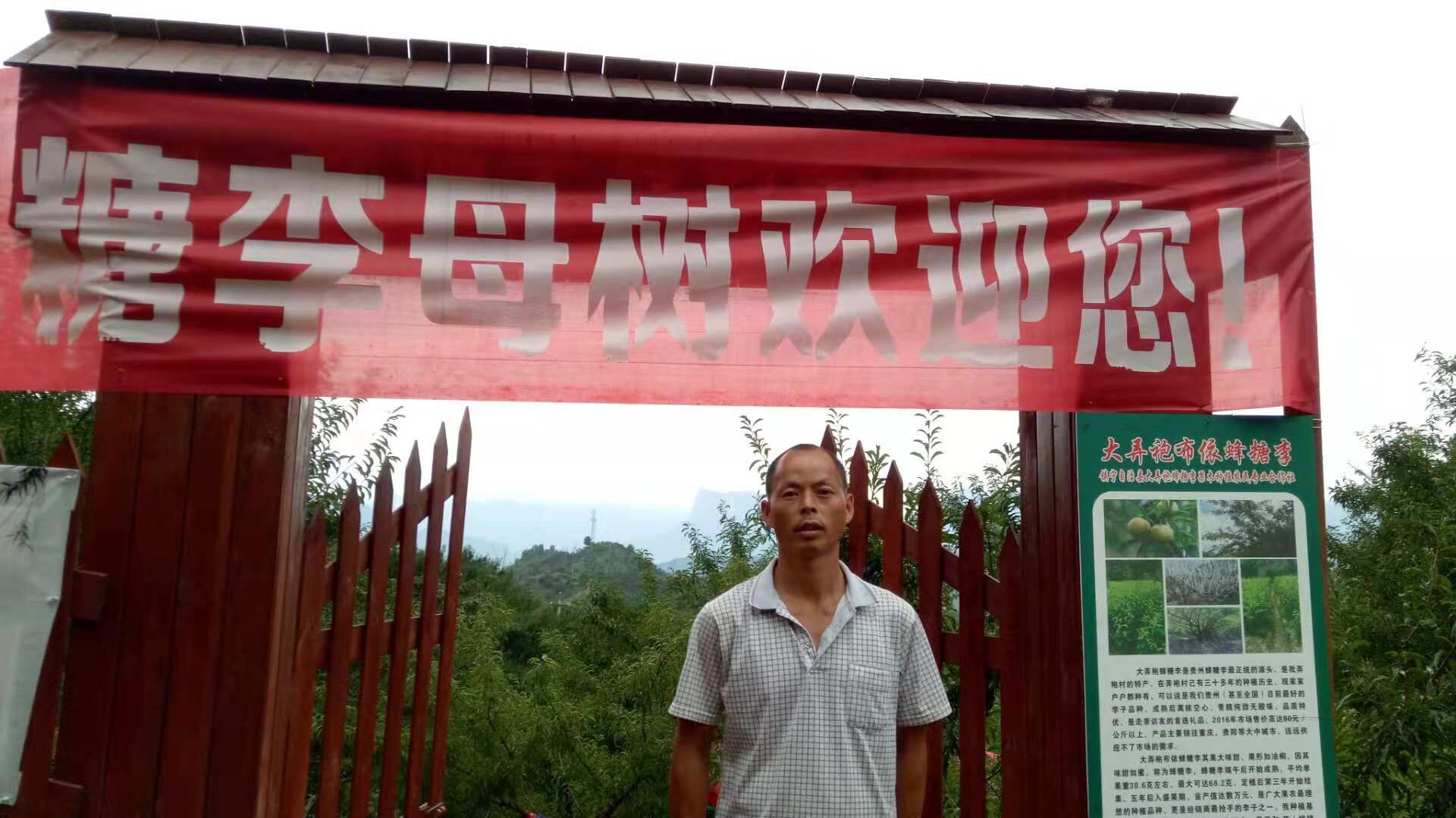 廣西桂林蜂糖李苗批發(fā)價(jià)格-廣西桂林蜂糖李子苗基地廠家-三華李公司