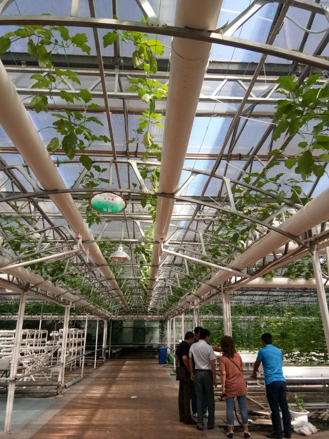 玻璃溫室，玻璃無土栽培蔬菜溫室，玻璃溫室【樣板】，無土栽培玻璃蔬菜溫室一畝地需要投資多少錢