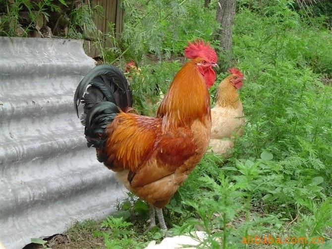 供應(yīng)貴州土雞苗誠(chéng)信為本*包運(yùn)包成活率免費(fèi)提供養(yǎng)殖技術(shù)資料書