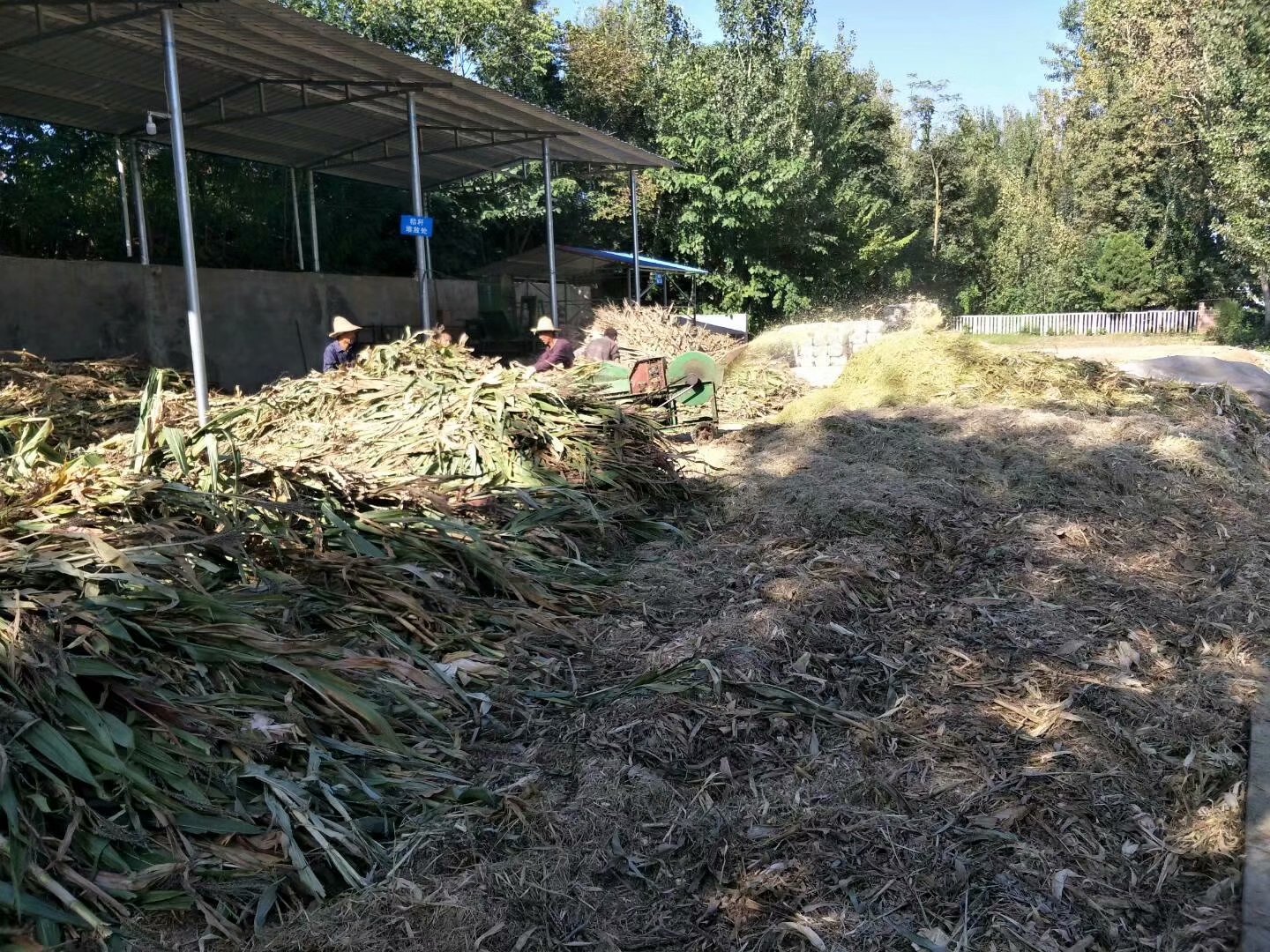 陜西旬陽玉米秸稈青儲飼料玉米秸稈全株青飼料玉米秸稈帶棒青飼料供應(yīng)玉米秸稈粗飼料廠家 陜西安康旬陽玉米秸稈青儲飼料