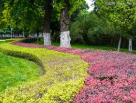 綠化園林 綠化園林報(bào)價(jià) 綠化園林批發(fā) 綠化園林供應(yīng)商 綠化園林哪家好 綠化園林電話