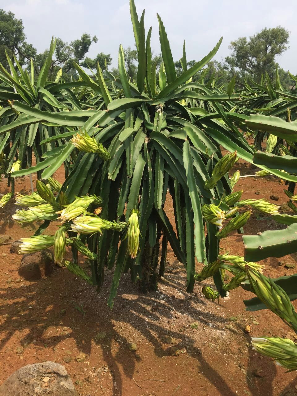 供應(yīng)云安縣紅心火龍果苗- 云安縣火龍果苗價(jià)格-自授粉紅心火龍果苗批發(fā)-云安縣火龍果苗