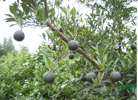 小葉香橙種子供應(yīng)商/小葉香橙種子廠家直銷/小葉香橙種子批發(fā)價(jià)格 小葉香橙種子
