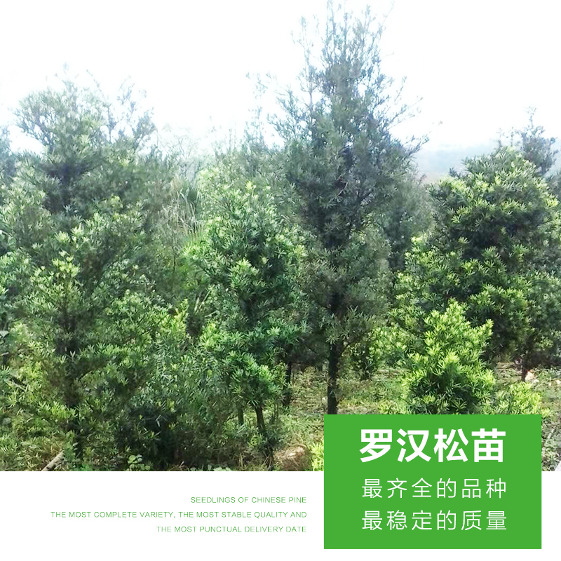 羅漢松苗 優(yōu)質(zhì)羅漢松苗 羅漢松苗價格 綠化羅漢松 廣西羅漢松苗 造型羅漢松 廠家直銷