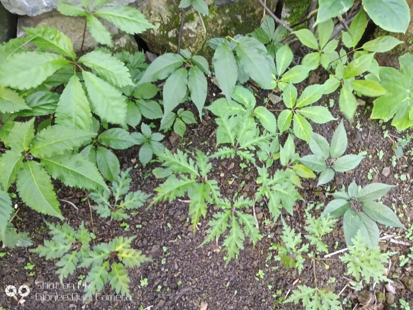 黃精供應(yīng)商/黃精功效/黃精作用/黃精價格/黃精廠家批發(fā)