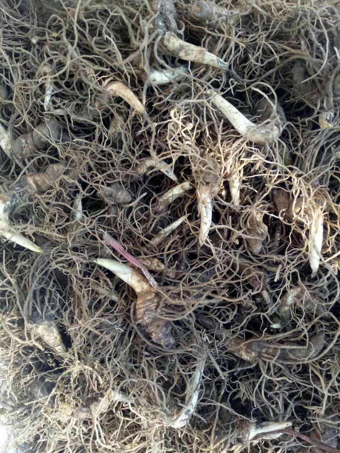 供應(yīng)重樓/重樓批發(fā)價格/重樓種植技術(shù)/重樓功效與作用/重樓廠家直銷