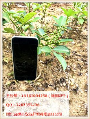 花椒苗_藤椒苗批發(fā)出售 四川藤椒苗批量購買管理技術(shù)免費贈送