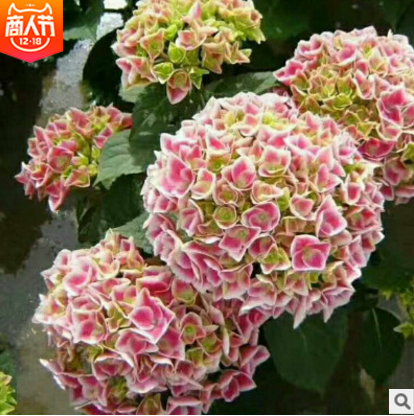 繡球大苗報(bào)價(jià) 廠家繡球大苗批發(fā) 廠家繡球大苗直銷 廠家繡球大苗直銷