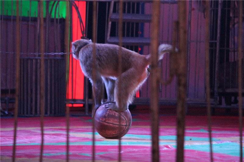 馬戲表演租賃介紹正規(guī)雜技表演團(tuán)隊(duì)馬戲團(tuán)表演出租