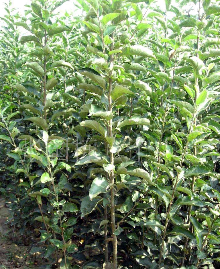 3公分矮化蘋果苗 *存活矮化蘋果苗 矮化蘋果苗基地直銷 矮化蘋果苗