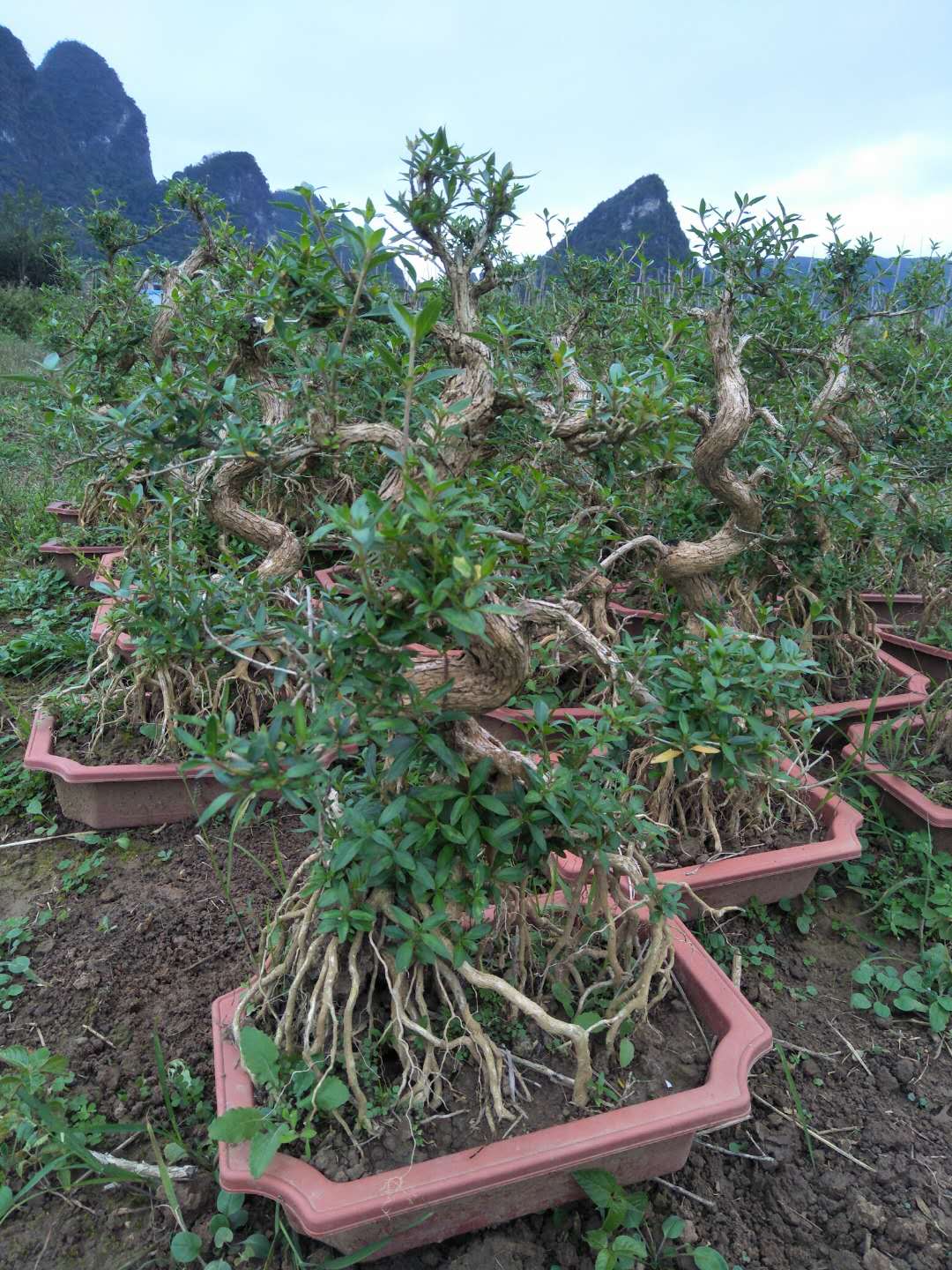 造型榆樹 花卉盆栽基地*小盆景提根造型植物榆樹