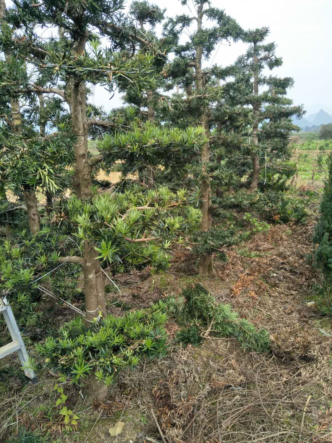 批發(fā)羅漢松 造型羅漢松盆景樹(shù)苗 園林綠化羅 漢松價(jià)格
