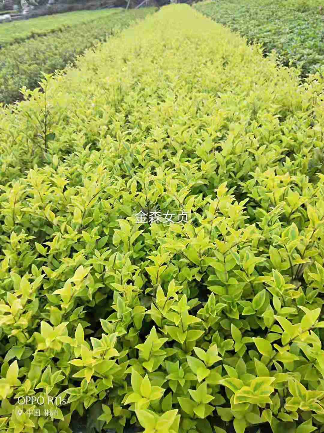 金森女貞 盆栽 色塊小苗 草花地被 批發(fā)價(jià)格 大量基地供應(yīng)