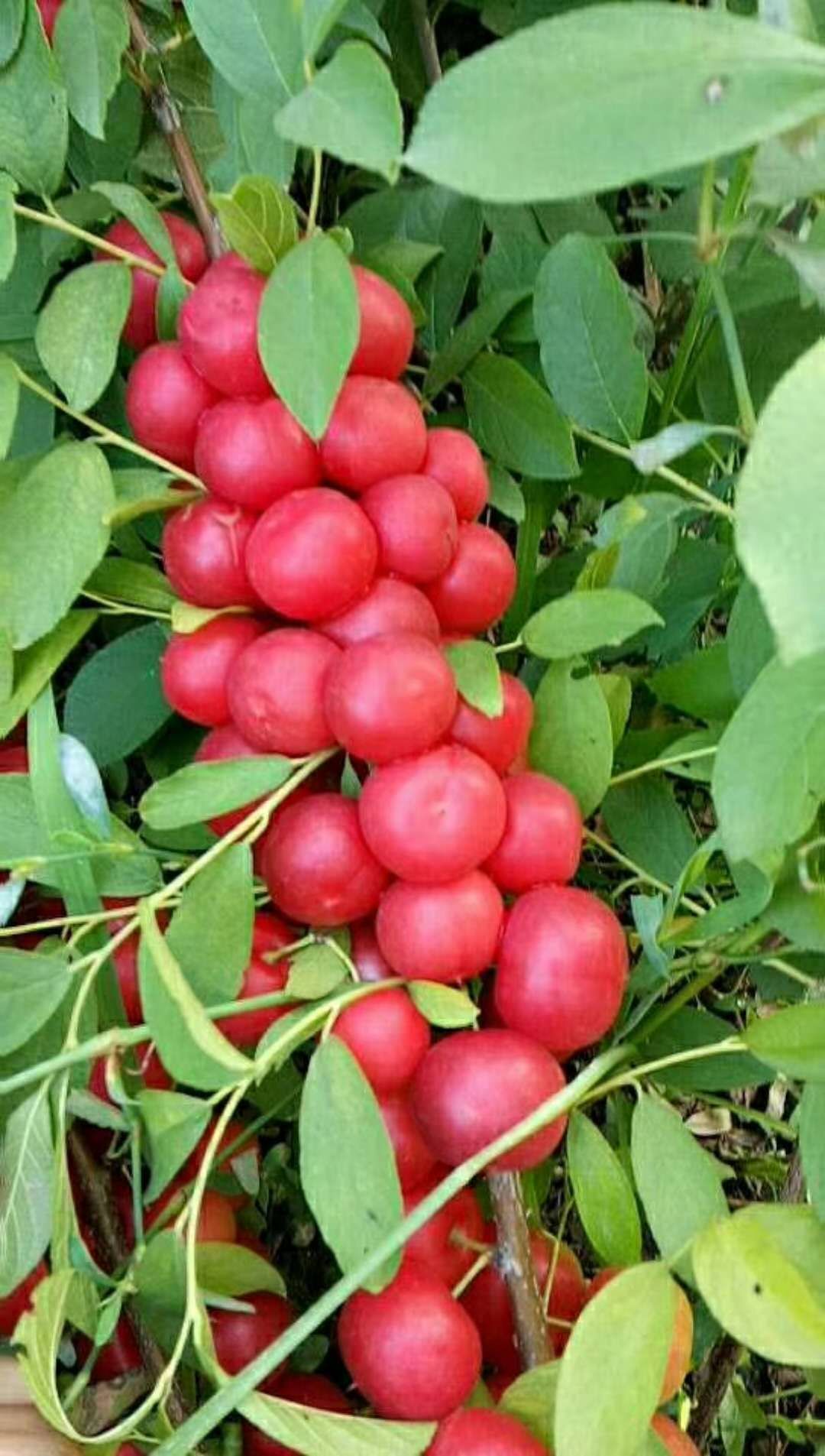 高鈣果苗，鈣果，農(nóng)大鈣果，紅鈣果苗，黃鈣果苗，鈣果種植，鈣果苗批發(fā)