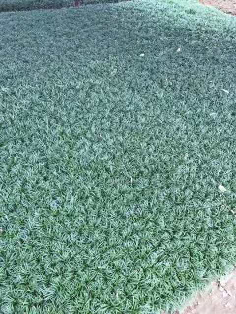 金邊麥冬草矮麥冬青葉麥冬闊葉麥冬苗庭院綠植花卉耐寒玉龍草批發(fā)
