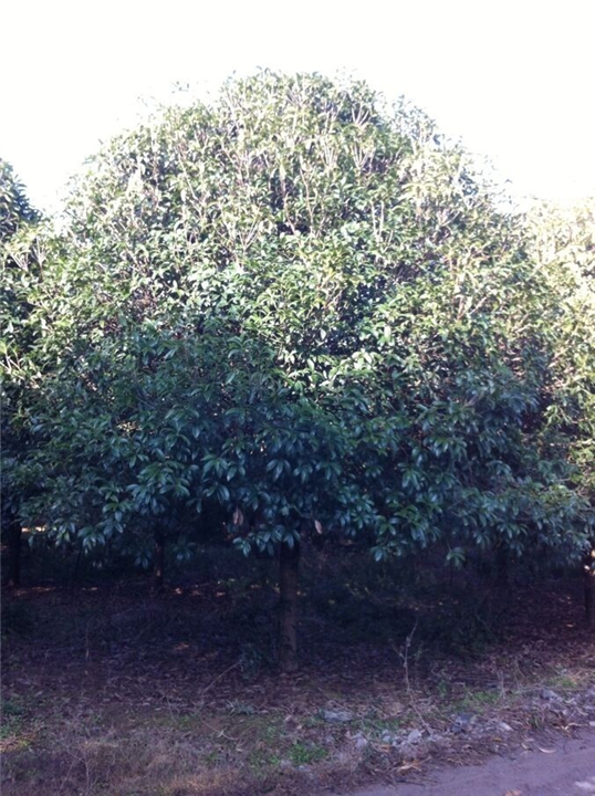 廣西桂花樹批發(fā)價(jià)格\廣西桂花樹實(shí)惠\廣西桂花樹直銷\廣西桂花樹特好\廣西桂花樹基地哪家好\