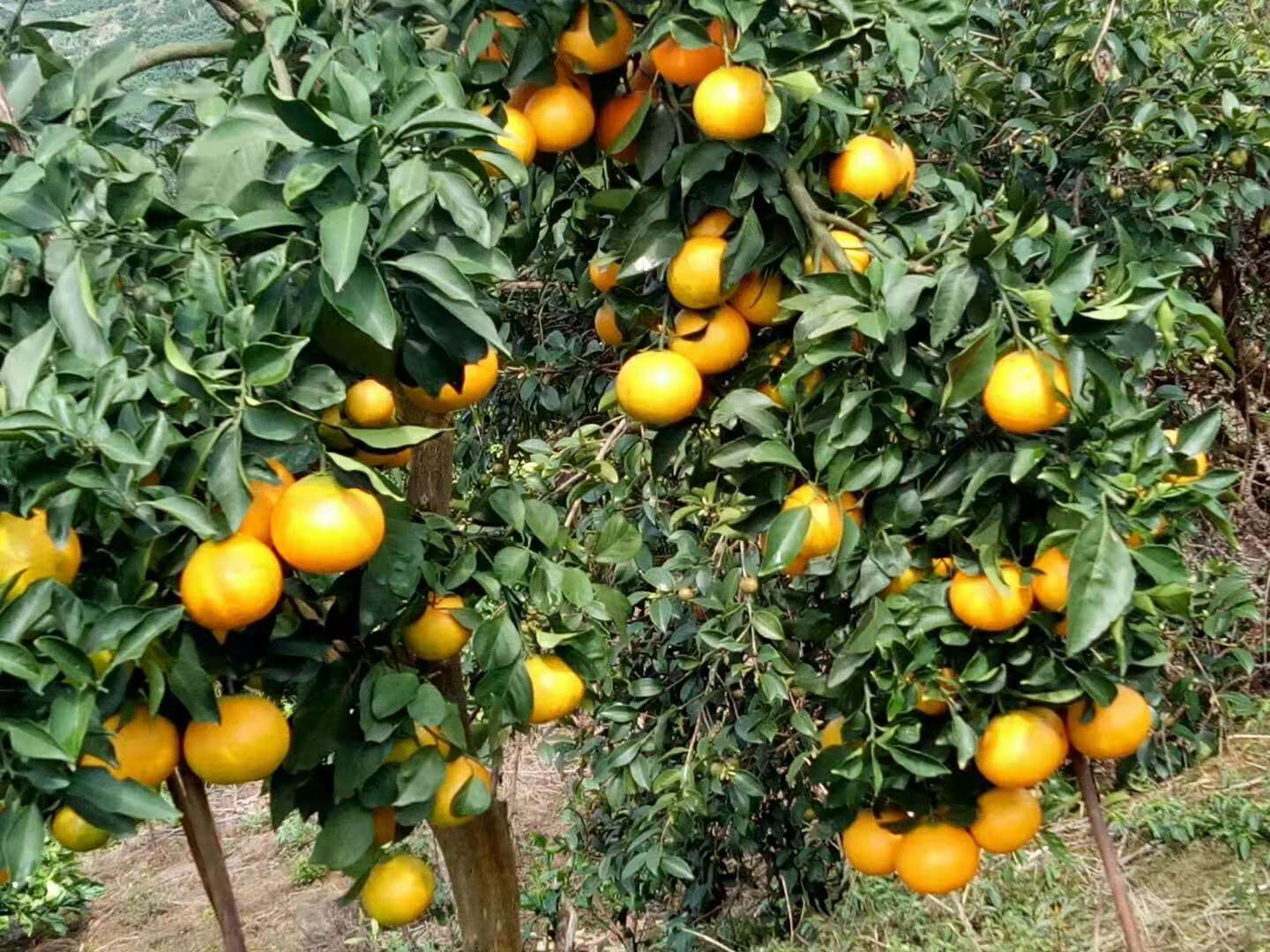 重慶秀山臍橙基地直銷|批發(fā)價格|哪家便宜|重慶秀山縣文明水果股份合作社|17302379240