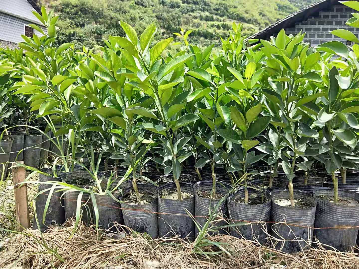 重慶三紅柚苗/種植技術(shù)/基地/批發(fā)價(jià)格/圖片/廠家直銷/哪家好